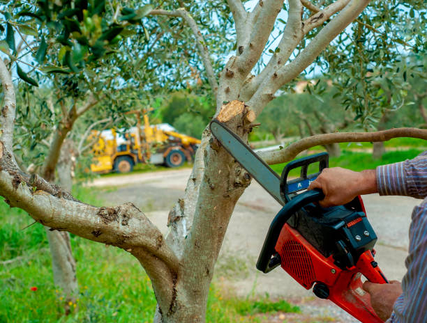 Best Affordable Tree Service  in Haskell, OK